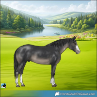 Horse Color:Black 