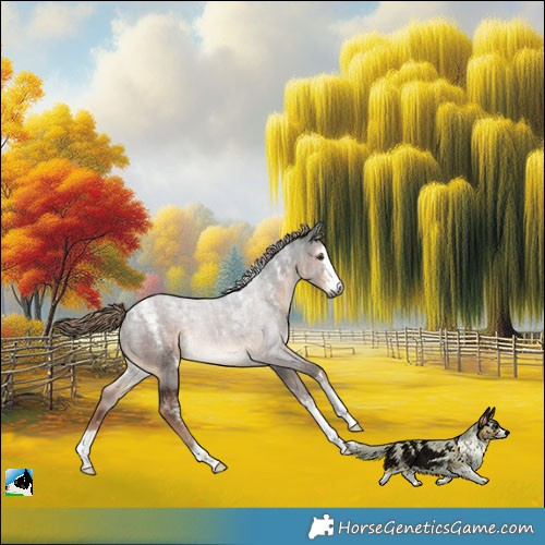 Horse Color:Powder White Gray Liver Chestnut 