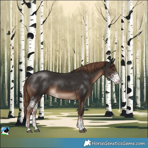 Horse Color:Liver Chestnut Sabino Rabicano 