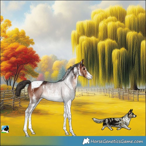 Horse Color:White Spotted Bay Tobiano Rabicano 