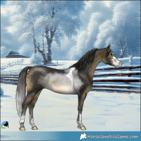 Horse Color:Buckskin Sabino Tobiano Rabicano