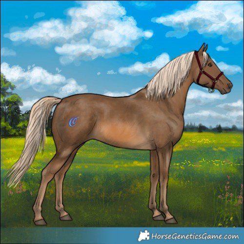 Horse Color:Chocolate Palomino 