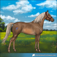 Horse Color:Chocolate Palomino 