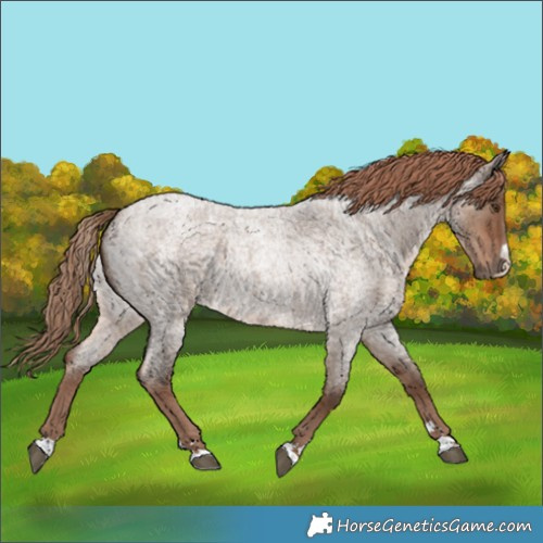 Horse Color:Liver Red Dun Roan 