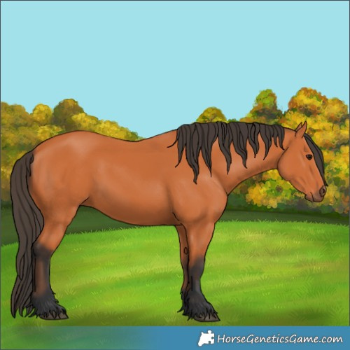 Horse Color:Bay Rabicano 