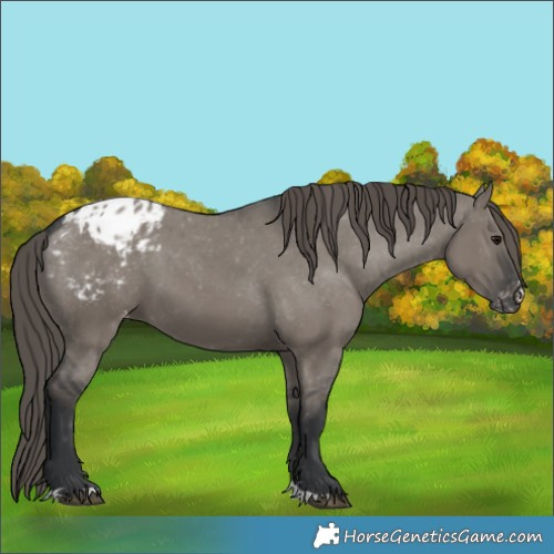 Horse Color:Grullo Appaloosa 