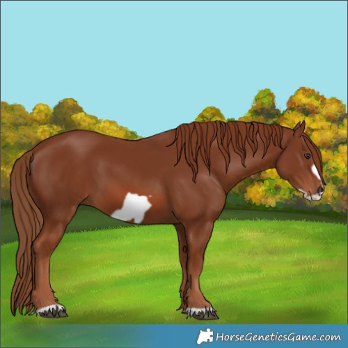 Horse Color:Chestnut Frame 