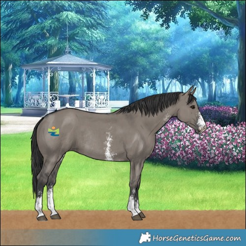 Horse Color:Grullo Sabino Rabicano 