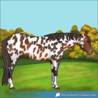 Horse Color:Bay Sabino Tobiano Appaloosa