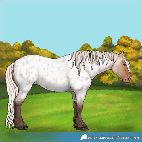 Horse Color:Silver Brown Roan Dun Near Leopard 