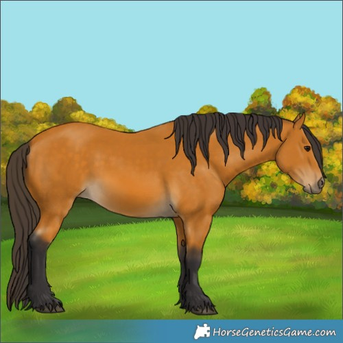 Horse Color:Buckskin 