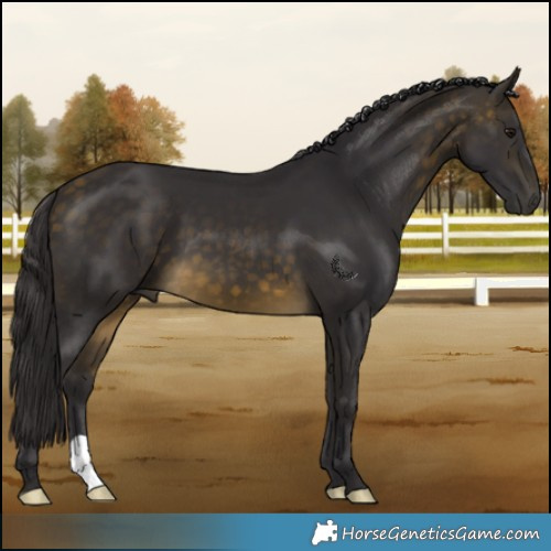 Horse Color:Buckskin 