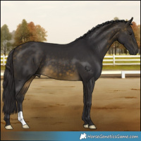 Horse Color:Buckskin 