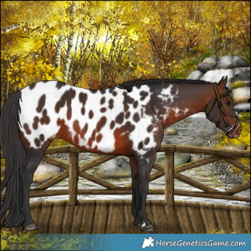Horse Color:Brown Near Leopard 