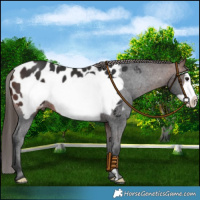 Horse Color:Brown Frame Near Leopard 
