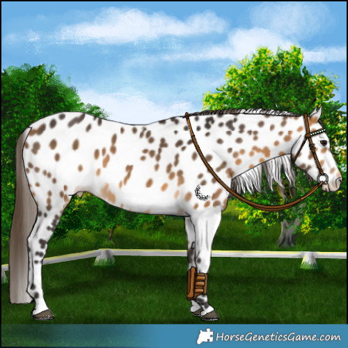 Horse Color:Buckskin Appaloosa