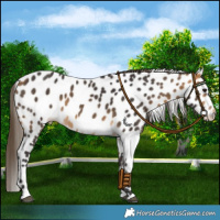 Horse Color:Buckskin Leopard 