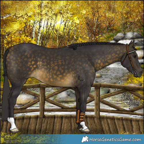 Horse Color:Buckskin 