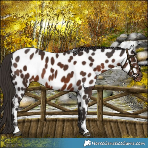 Horse Color:Liver Chestnut Appaloosa 