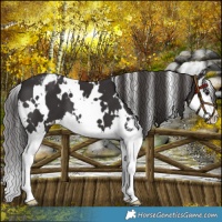 Horse Color:White Spotted Smoky Black Splash Appaloosa