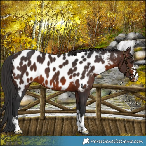 Horse Color:Brown Near Leopard 