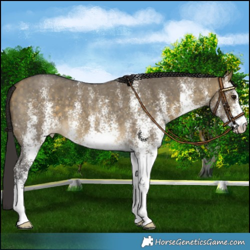 Horse Color:White Spotted Buckskin Dun