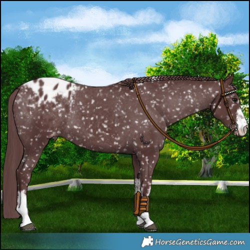 Horse Color:White Spotted Chocolate Black Appaloosa Rabicano 