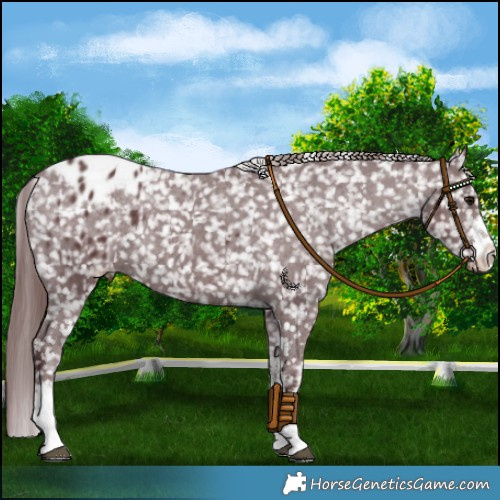 Horse Color:White Spotted Chocolate Black Snowflake Varnish Rabicano 