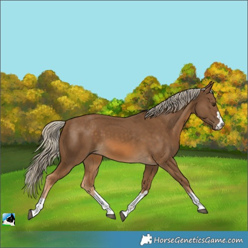 Horse Color:Chocolate Palomino 