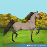Horse Color:Liver Red Dun Rabicano
