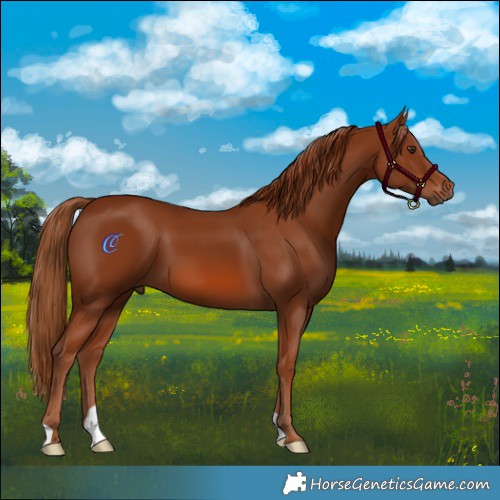 Horse Color:Chestnut 