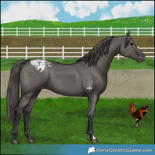 Horse Color:Grullo Varnish 