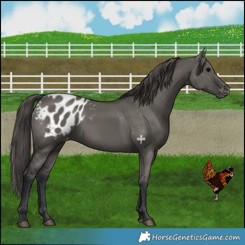 Horse Color:Grullo Blanket 