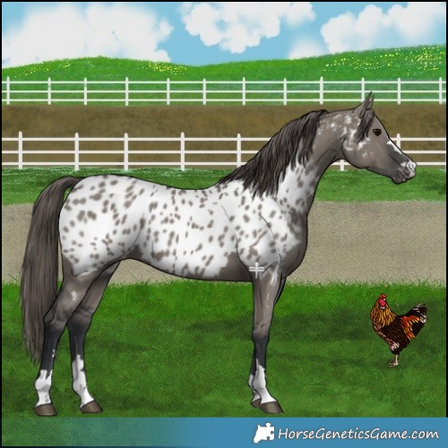 Horse Color:Grullo Appaloosa 