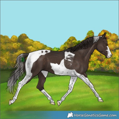 Horse Color:Liver Chestnut Tobiano 