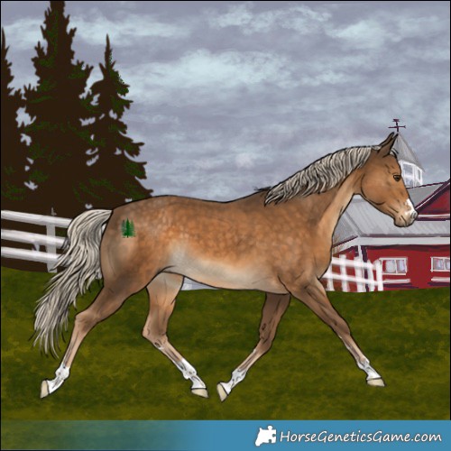 Horse Color:Chocolate Palomino 