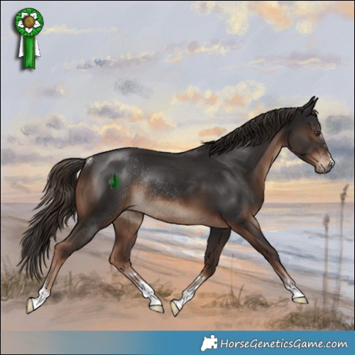 Horse Color:Liver Chestnut Rabicano 