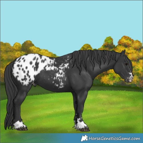 Horse Color:Black Appaloosa