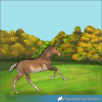 Horse Color:Chocolate Palomino 
