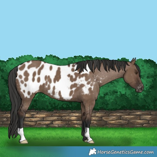 Horse Color:Liver Red Dun Appaloosa 