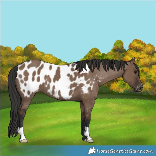Horse Color:Liver Red Dun Blanket 