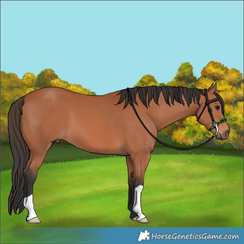 Horse Color:Bay 