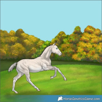 Horse Color:Cremello Sabino 