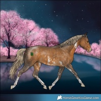 Horse Color:Chocolate Palomino Sabino 