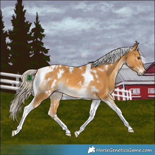 Horse Color:White Spotted Palomino Tobiano Rabicano 