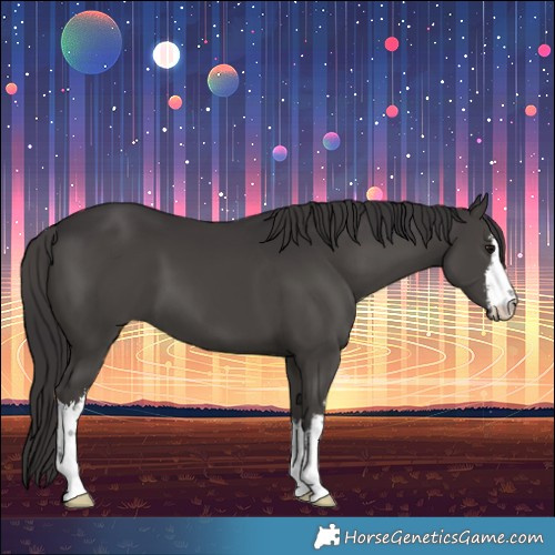Horse Color:White Spotted Smoky Black 