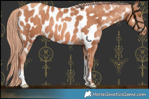 Horse Color:Gold Champagne Tobiano Appaloosa 