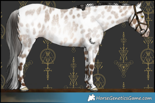 Horse Color:Gray Amber Champagne Roan Leopard 