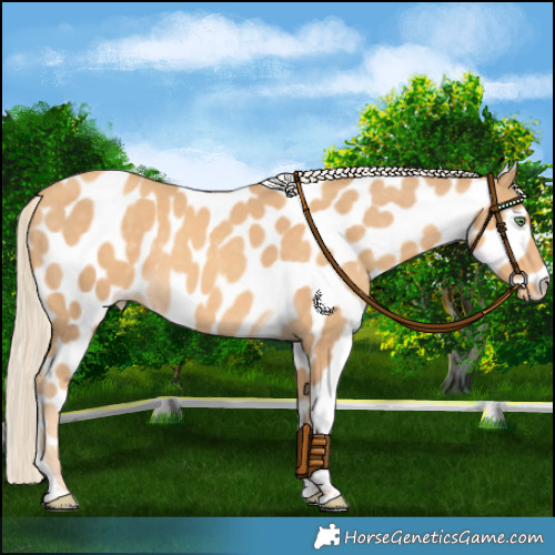 Horse Color:Gold Cream Champagne Tobiano Appaloosa