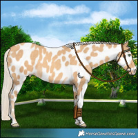 Horse Color:Gold Cream Champagne Tobiano Near Leopard
